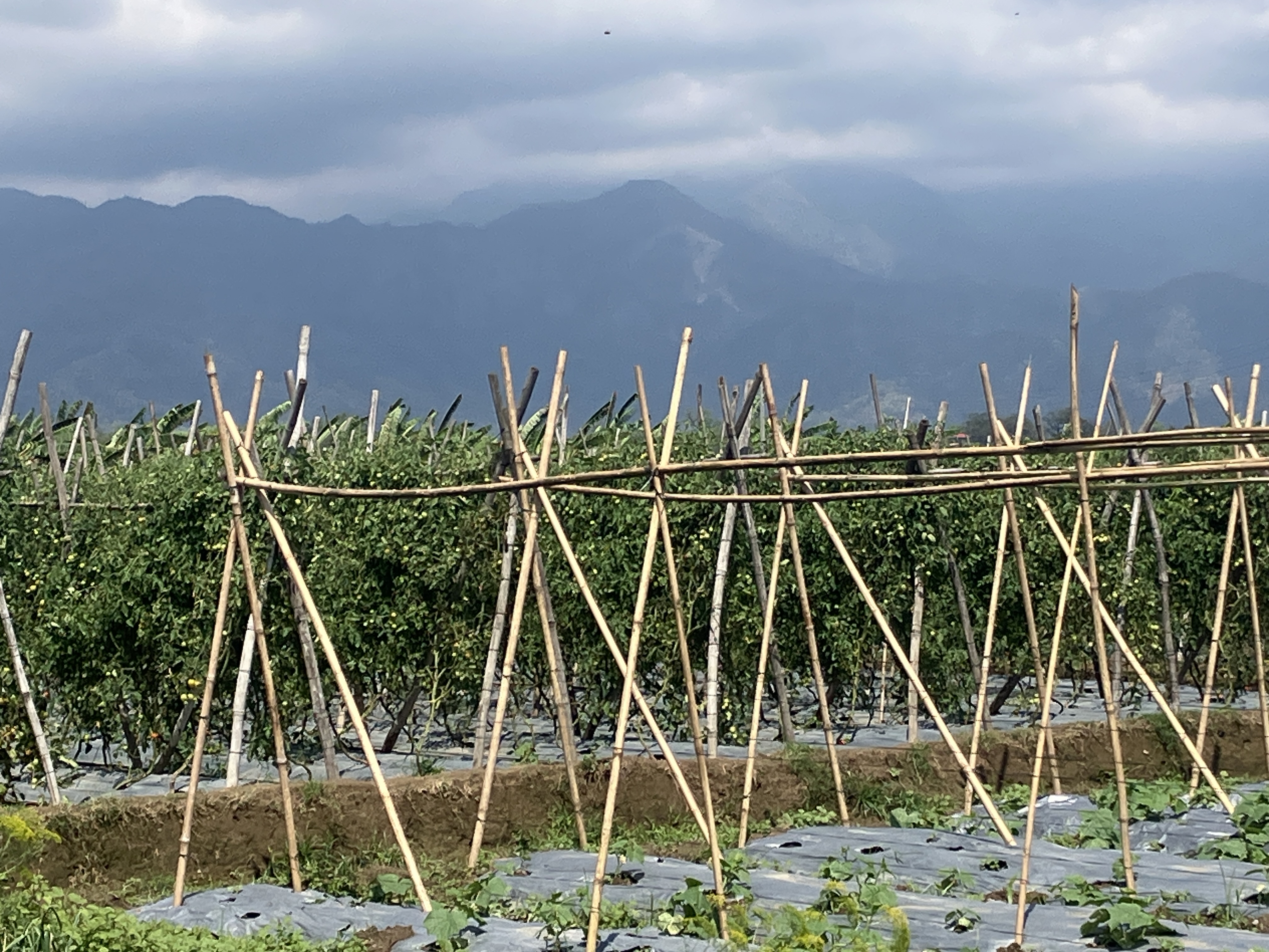 Narsing Agriculture Firm