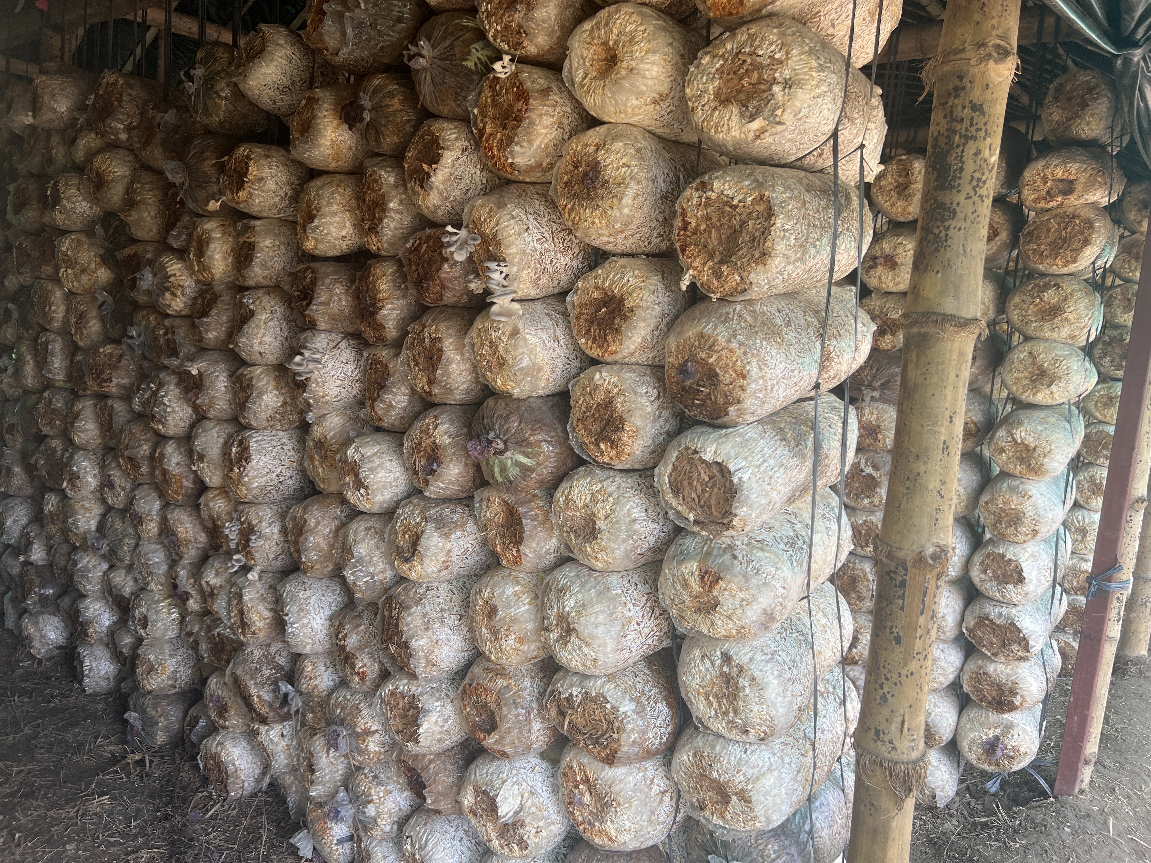 Gita Mushroom Farm